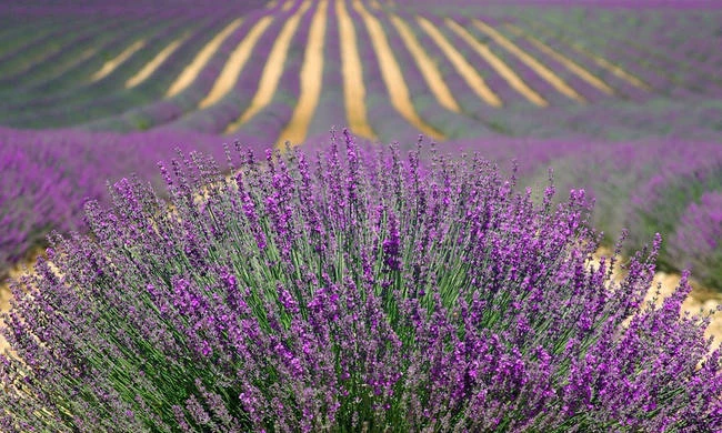 Είσαι νέος αγρότης; Πώς να ενταχθείς στο πρόγραμμα «Νέα Γεωργία για τη Νέα Γενιά» – Τι θα κερδίσεις